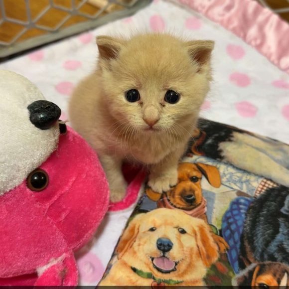 Meet your Posher, Jessie - Picture 1 of 1